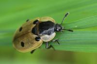 Dendroxena quadrimaculata