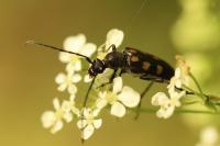 Anoplodera sexguttata