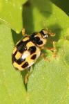 Propylea quatuordecimpunctata