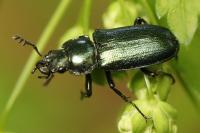 Platycerus caraboides