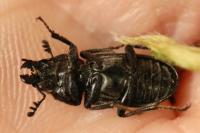 Platycerus caraboides