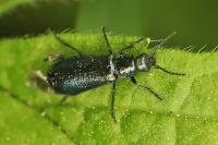 Dasytes caeruleus