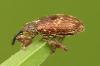 Bradybatus kellneri