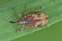 Bradybatus kellneri