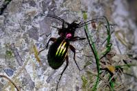 Carabus auronitens