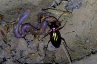 Carabus auronitens