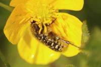 Oxythyrea funesta