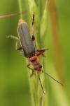 Cantharis rustica