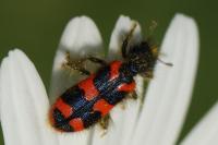 Trichodes alvearius