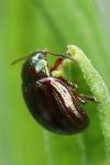 Chrysolina americana