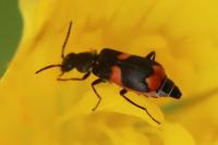 Anthocomus fasciatus