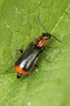 Attalus minimus