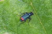 Malachius bipustulatus