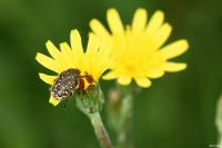 Oxythyrea funesta