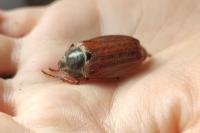 Melolontha melolontha