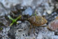Curculio nucum