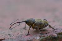 Curculio nucum