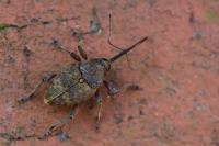 Curculio nucum