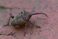Curculio nucum