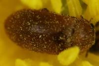 Byturus ochraceus