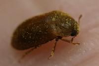 Byturus ochraceus