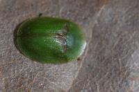 Cassida rubiginosa
