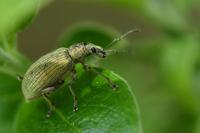 Phyllobius pomaceus