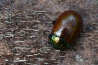 Chrysolina polita