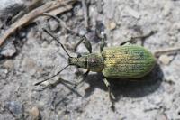 Phyllobius pomaceus