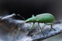 Polydrusus planifrons