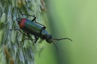 Malachius bipustulatus