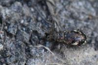 Polydrusus sparsus