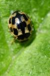 Propylea quatuordecimpunctata