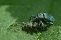 Phyllobius pomaceus