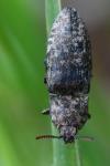 Agrypnus murinus