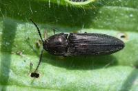 Cidnopus pilosus