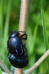 Timarcha goettingensis
