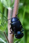 Timarcha goettingensis