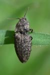 Agrypnus murinus