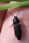 Cidnopus pilosus