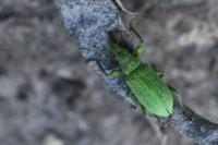 Polydrusus planifrons