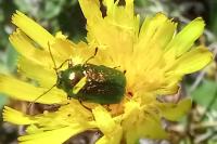 Cryptocephalus