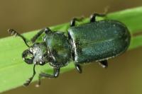 Platycerus caraboides