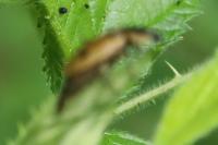 Dendroxena quadrimaculata