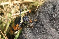 Nicrophorus vespillo
