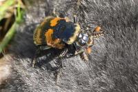 Nicrophorus vespillo