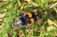 Nicrophorus vespillo