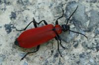 Pyrochroa coccinea