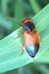 Diachromus germanus
