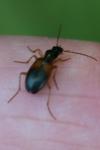 Anchomenus dorsalis